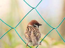 鳥かごの中で羽ばたいている鳥の重さ
空気中に浮いているのですから重さって?